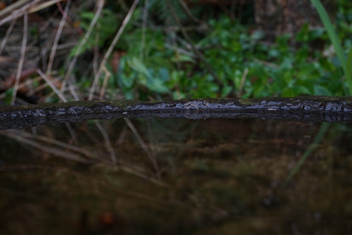 Water reflection on a log with plants