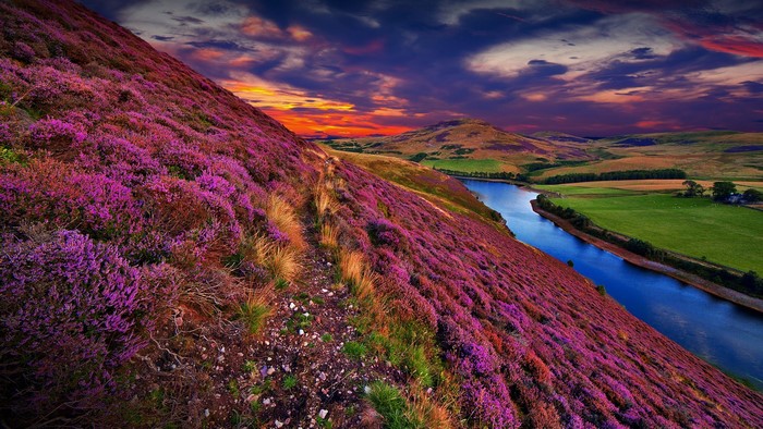 Purple heather-covered hill overlooking a river at sunset in Scotland
