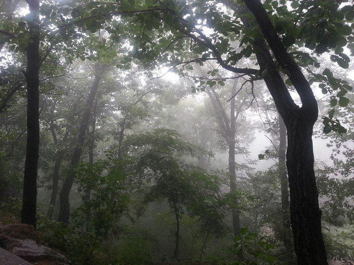 Misty forest with tall trees and green leaves