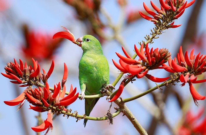 Green parrot eating red flowers on a branch