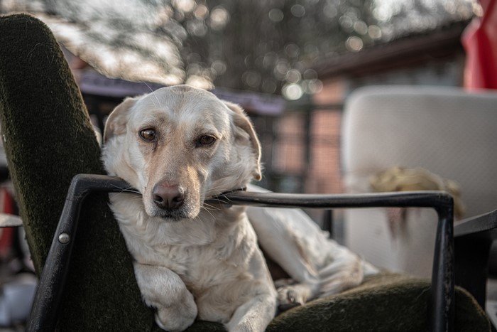 A light-colored dog rests on a chair