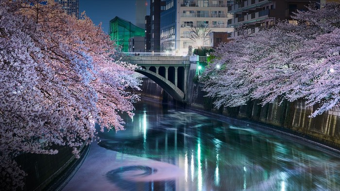 Cherry blossoms at night over a river in Tokyo