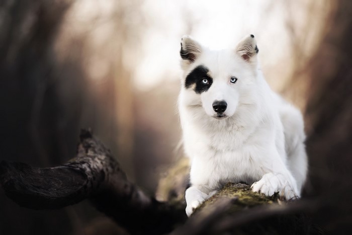 White dog with black eye patch and blue eyes outdoors