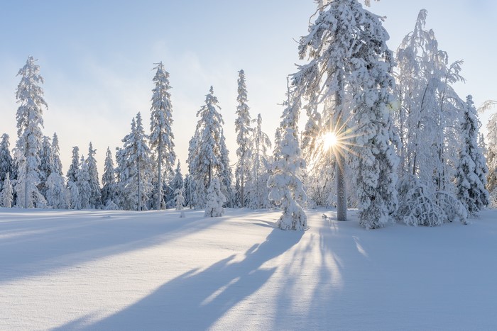 Winter forest with snow-covered pine trees and sunbeams