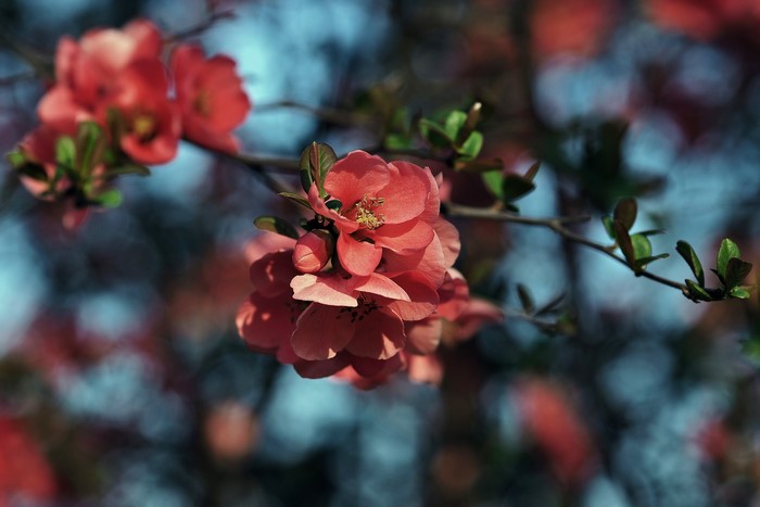 Close-up of pink quince flowers on a branch