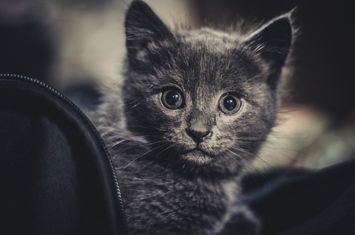 Close-up of a fluffy grey kitten looking at the viewer