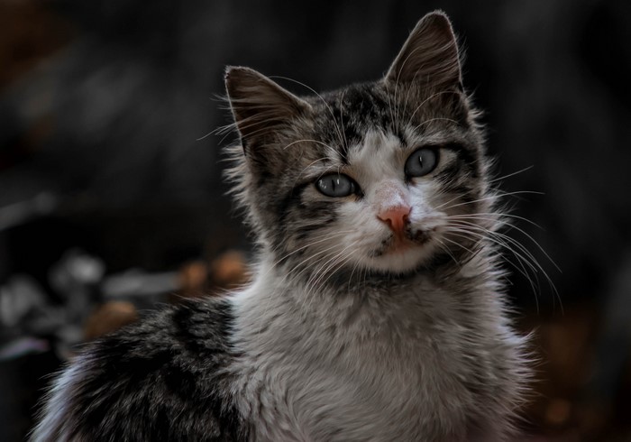 Kitten with blue eyes looking at viewer
