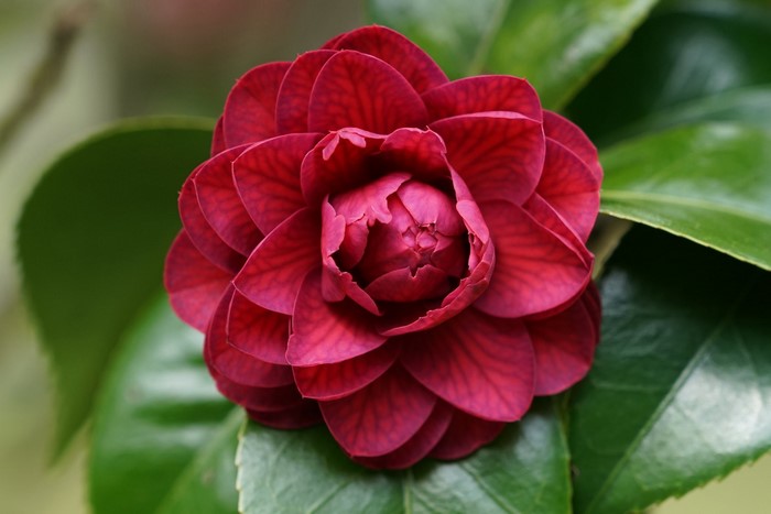 Close-up of a deep red camellia flower with green leaves