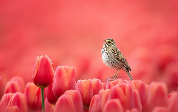 Bird singing on red tulips