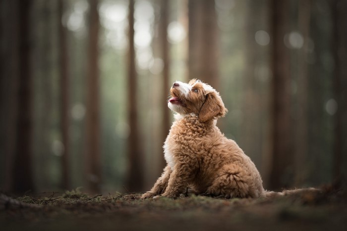 A fluffy brown dog sits in a forest