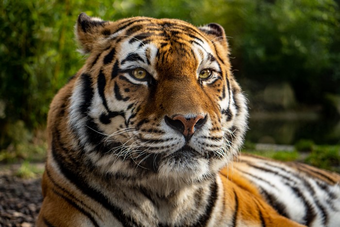 4K, tiger, depth of field, big cats, animals, wildlife, HD Wallpaper ...