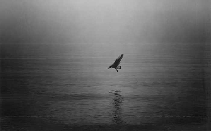 A solitary bird flies over a dark, misty lake.