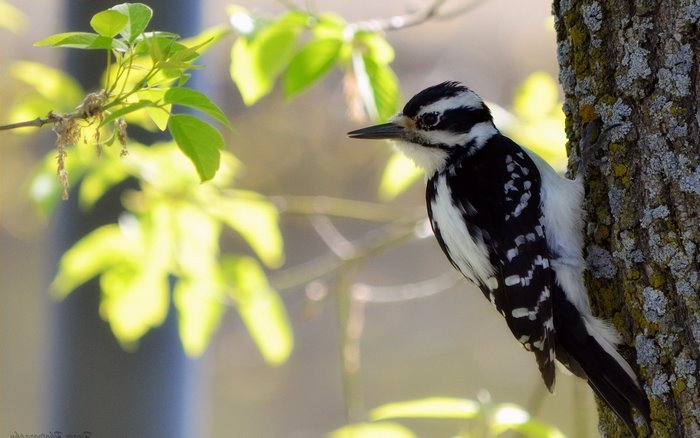 A Downy Woodpecker perched on a tree trunk