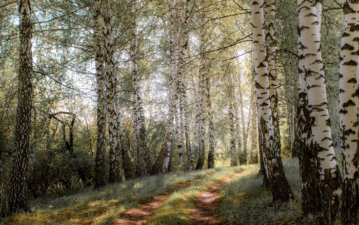 Path through a sunlit birch forest