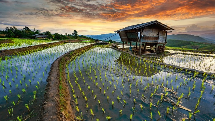 rice terrace, trees, sky, sunset, rice fields, mountains, nature, field ...