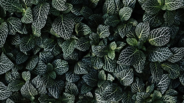 Close-up of dark green leaves with white veins