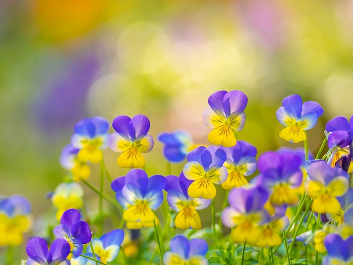 Close-up of colorful pansy flowers in a garden