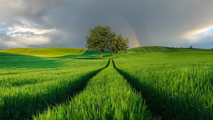 Green fields with trees and a rainbow in Poland