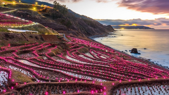 Shiroyone Senmaida Rice Terraces illuminated with pink lights at dusk
