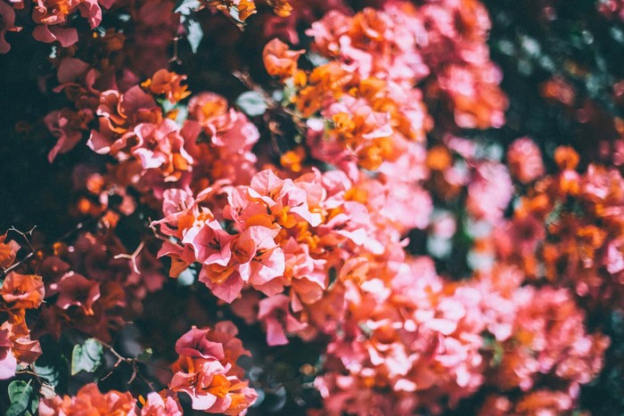 Pink and orange bougainvillea flowers