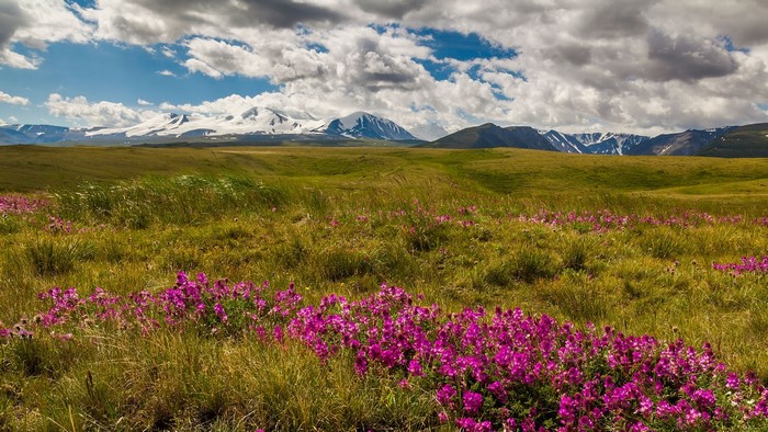Pink wildflowers in a grassy field with snowy mountains