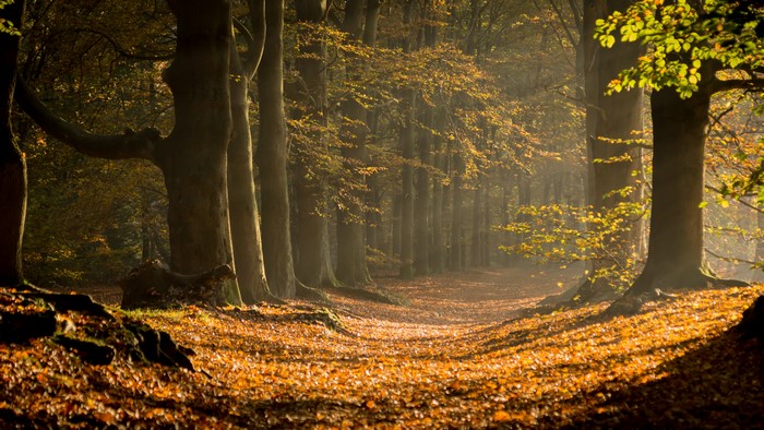 Sun rays in a forest during fall