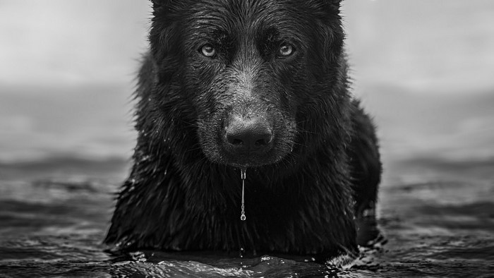 Black German Shepherd dog in water