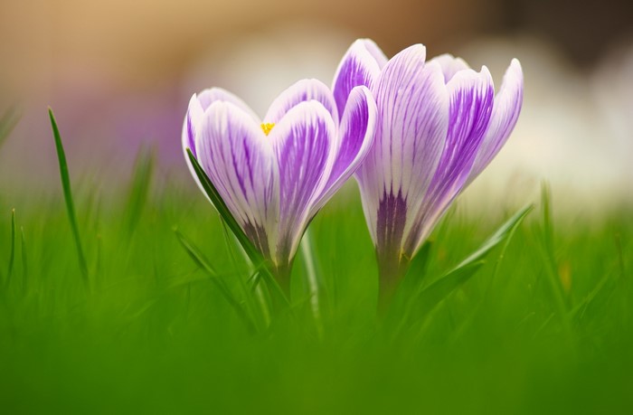 Two purple and white crocuses in green grass