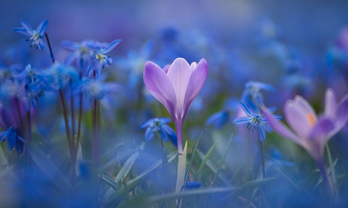 Purple crocus flower among blue scilla flowers