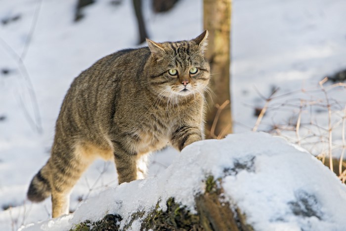 Wildcat walking in the snow during winter