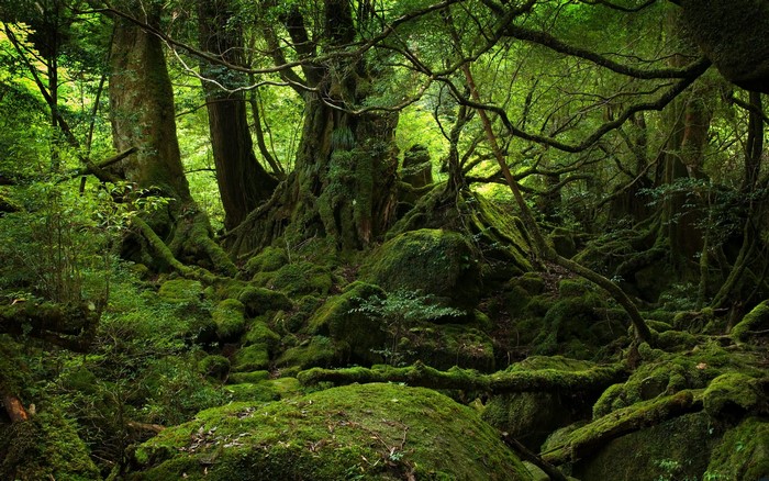 Moss-covered forest with ancient trees and roots in Japan