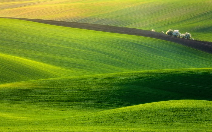 Rolling green hills landscape with trees