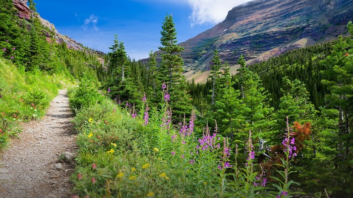 Mountain path through a forest with wildflowers in Glacier National Park