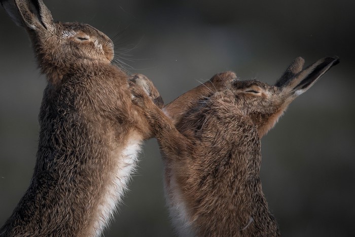 Two hares boxing with their paws