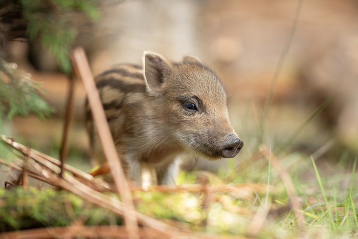 Baby wild boar piglet in forest