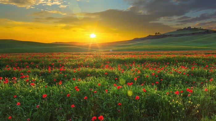 Field of poppies at sunset in Tuscany