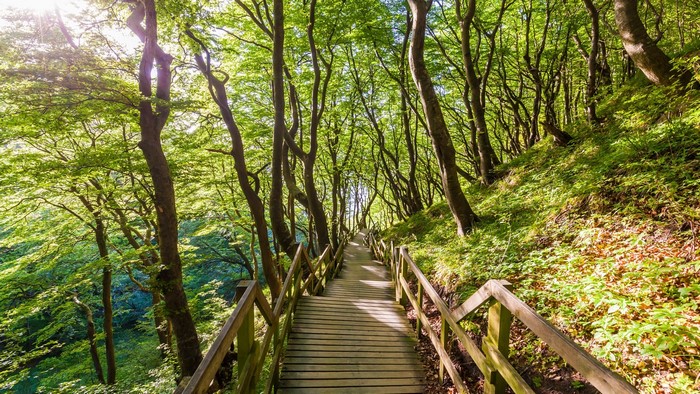 Wooden walkway through a sunlit forest in Denmark
