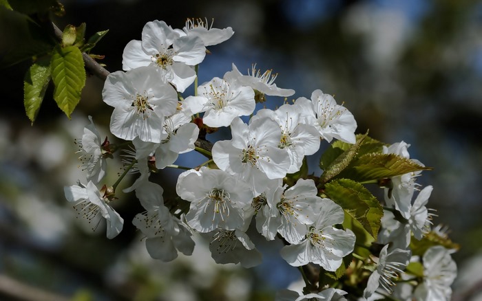 White Cherry Blossoms on a Branch