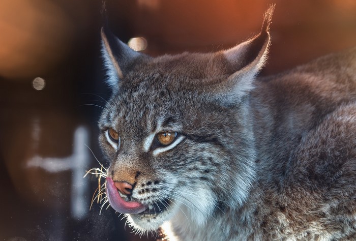Close-up of a lynx licking its nose