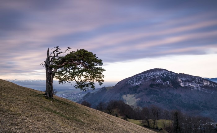 Lone tree on a grassy hill overlooking mountains