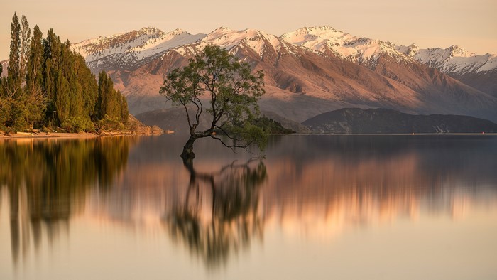 Wanaka Tree with Snow-Capped Mountains and Lake