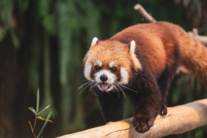 Red panda on a branch