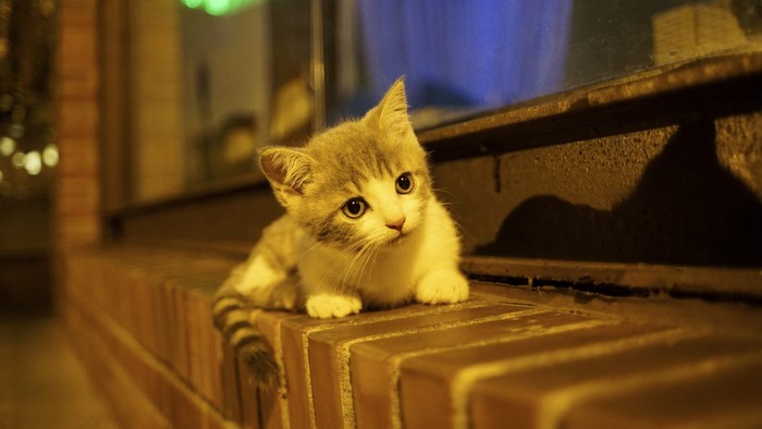 A kitten sits on a brick ledge at night