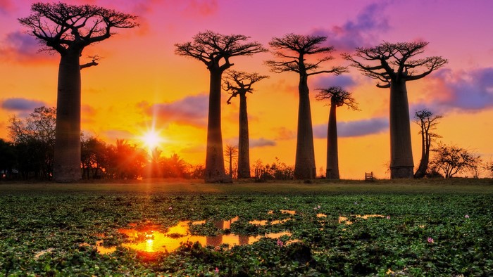 Baobab trees at sunset in Madagascar
