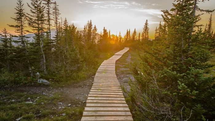 Wooden walkway through a forest at sunset
