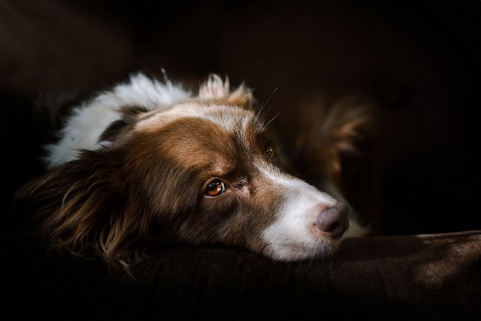 Brown and white dog lying down