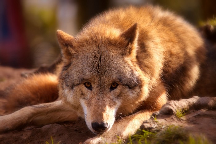 A wolf lying down in the sun