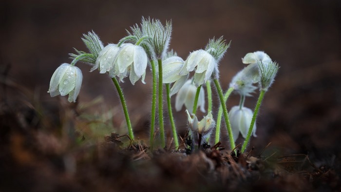 White Pasqueflower blossoms with water droplets