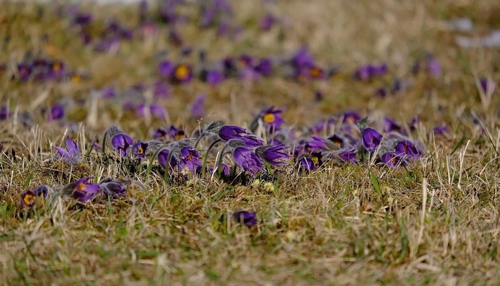 Purple Pasqueflower blossoms in dry grass