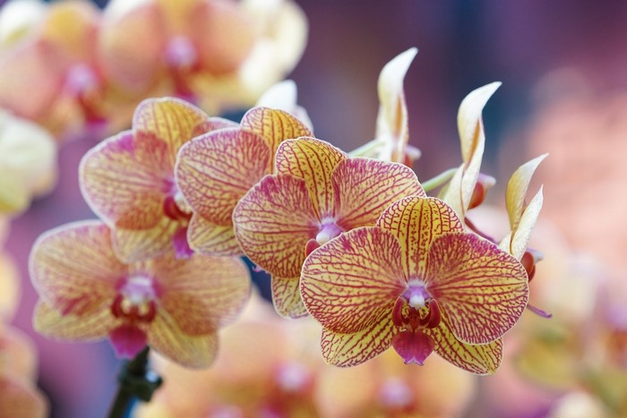 Close-up of colorful orchids with yellow and red stripes
